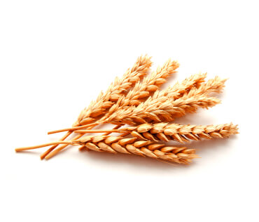 Wheat